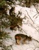 Filename=lynx1.jpg
Filesize=15KB
Dimensions=306x386
Date added=Nov 02, 2006 lynx1.jpg