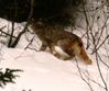 Filename=lynx2.jpg
Filesize=15KB
Dimensions=425x355
Date added=Nov 02, 2006 lynx2.jpg