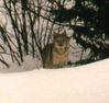 Filename=lynx4.jpg
Filesize=6KB
Dimensions=233x221
Date added=Nov 02, 2006 lynx4.jpg