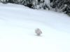Filename=rabbit1-2008.jpg
Filesize=72KB
Dimensions=1260x957
Date added=Mar 16, 2008 rabbit1-2008.jpg